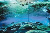 塞尔维亚“人工珊瑚站”拯救生态防海啸两不误