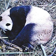 今年全球首胎熊猫宝宝诞生
