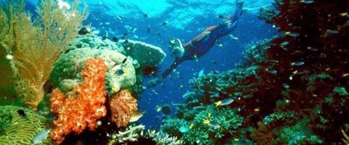 大堡礁前景堪忧 或入濒危遗产名录