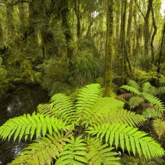 热带雨林救不了地球 研究显示碳肥效应或未发生